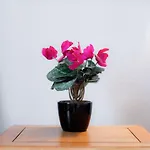 The Green Leaf Apartment