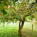 High Orchard