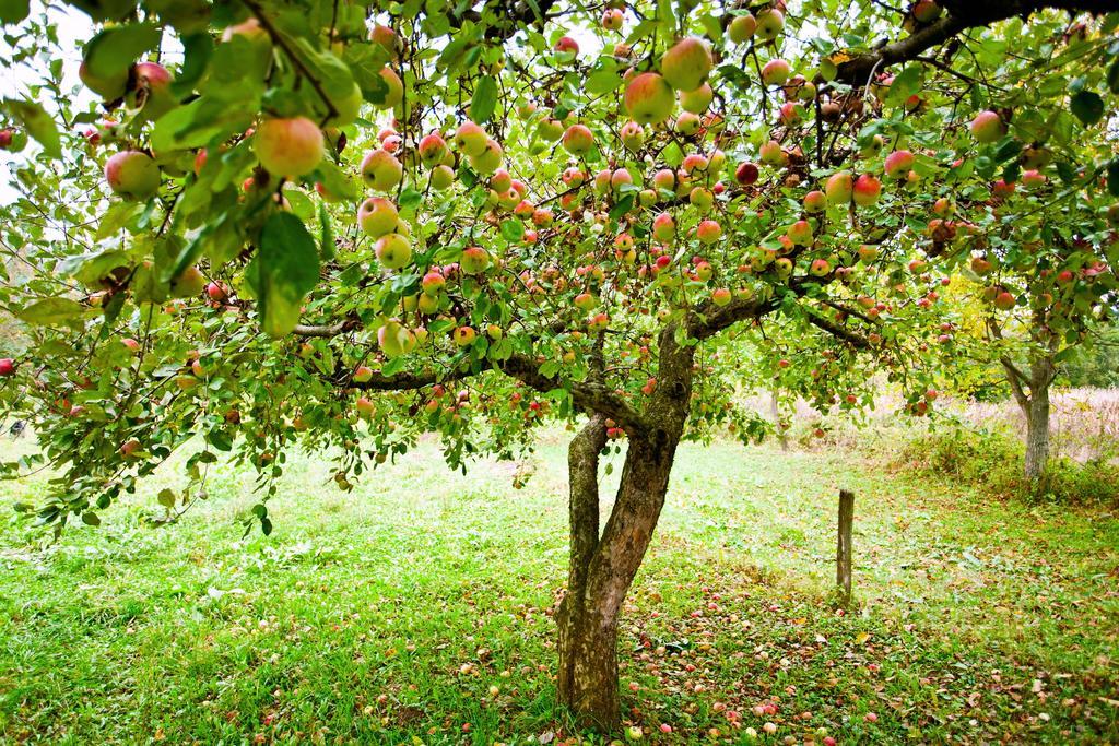 Bed & Breakfast High Orchard 4*